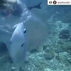 Fish stuck in plastic.