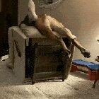 This is Herbert... he saw the chance to jump on the recliner and took it