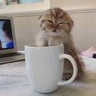 One too many sips *no coffee was drank in the making of this video*