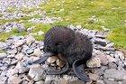 Newborn arctic fur seal