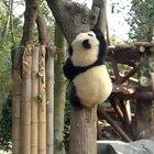 A panda a day keeps the sorrow away