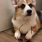 Cool corgi