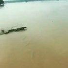 🔥 A Crocodile running is rather majestic 🔥