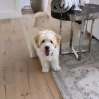 Slo-mo Slammy Whammy Hippity Hops