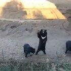 Heyyy! Human! Can you see us? Heeey