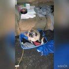 f*ck it, pug vibin to Grün ist unsere Fallschrim Remix