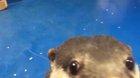 Otter teaches human how to pet him