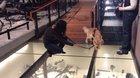 Service doggo walks on glass floor for the first time
