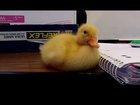 Baby duck can’t stay awake