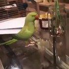 Birb, agent of chaos, spreader of destruction.