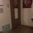 Nothing will stop him from trying to eat my mashed potatoes.