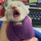 Herbert is very hungry!