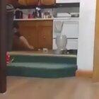 cheese man is hungry