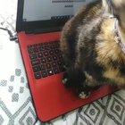 Dora finishing homework, thanks Dora