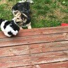 My parents’ new puppy makes a friend