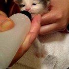 Just look at those ears wiggle!