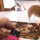 Dog scared by magic trick