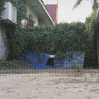 Majestically jumping over a fence