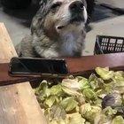 He really do be vibin doe