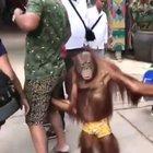 He went for the banana