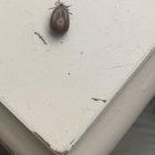 This massive tick that I just pulled off of my cat..