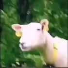 Are Perfectly cut laughs allowed?