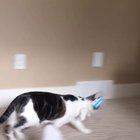 When my cat realized there was no purpose to life if she couldn’t lick butt