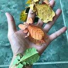 🔥 tree leaves insects! 🍁