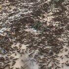 This swarm of locust is coming to my city.