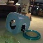 A 'Ribbeting Excatlation!'