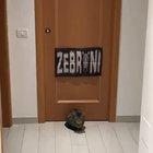 Keeping your cool during quarantine with goalkeeper cats