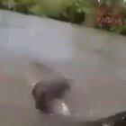 Giant Anaconda in the Amazon Rainforest , Brazil