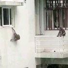 Planeta dos macacos virou realidade em condomínio do RJ. 16/04/2020.