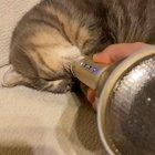 Kitty Snoring on an echo mic (audio)