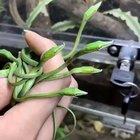 10 new born Long-nosed Vine Snakes