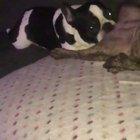 Nadie: Absolutamente nadie: chavalitos viendo yo internencho: