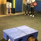 Caught the Goldens holding hands at puppy play hour