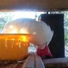 Getting back at the rooster.