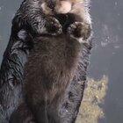 Otter cuddles!!