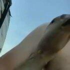 Guy gets his nipple bitten by a goose.