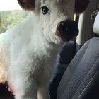 Lil moo gettin a ride back to the farm after roaming too far from mama