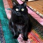 I see you. Cat's eye dilation is mesmerizing.