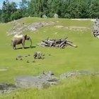 🔥 I Hope this Makes you Laugh Baby Elephant 🔥