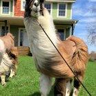 Maybe It's Maybelline