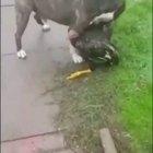 Dog breaks up to chickens fighting.