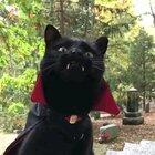 This cat is ready for spooky season 👻