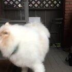 ryderthesamoyed breaking down the types of arrrroooooooooos (love this instagram account)