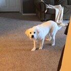 Extremely dangerous doggo, if seen ru-