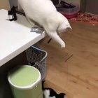 Cat playing with kitten