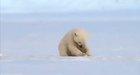 Polar bear cub making a snowball gets startled by a baby seal
